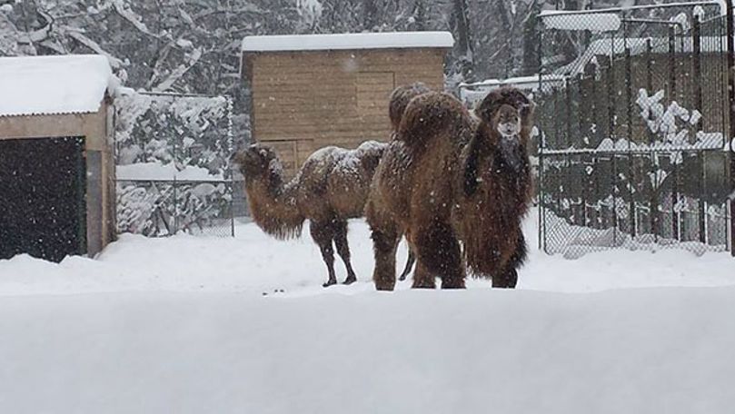Iarnă în Moldova: Cum sunt îngrijite animalele de la Grădina Zoologică