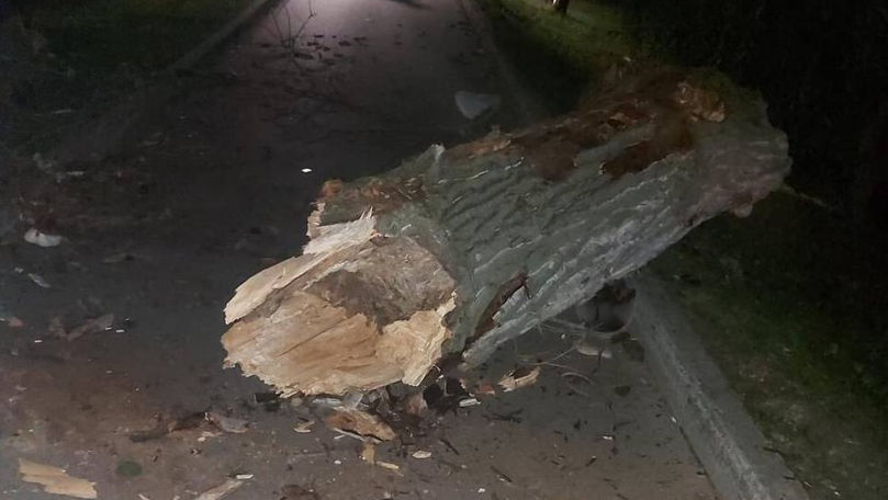 Un copac uscat a căzut într-un parc din Capitală