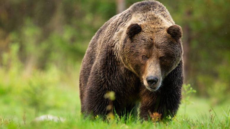 350 de urşi vor fi împușcați în Slovacia după ce o persoană a fost ucisă