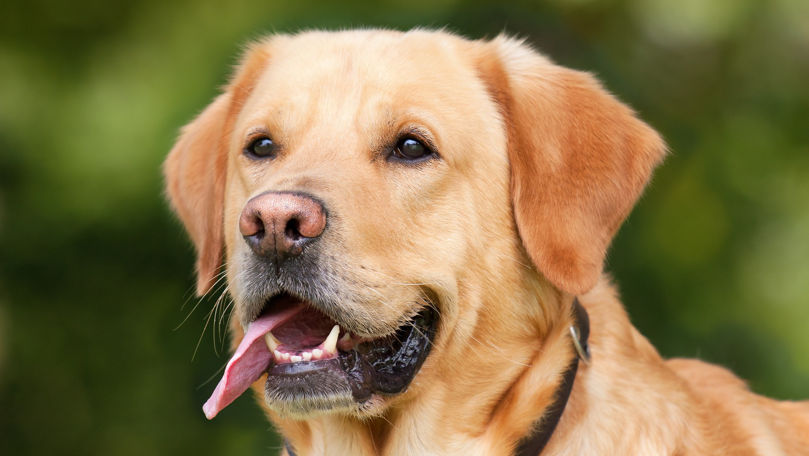 Caz de rabie la un câine din Sângerei. Ce se va întâmpla cu alte animale