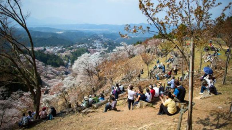 Fenomen rar în Japonia: Cireşi, înfloriţi toamna