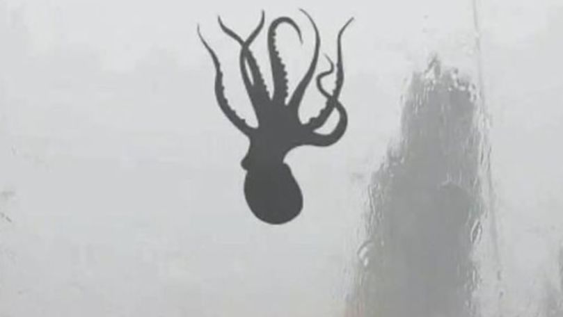 Imaginea unei caracatițe zburând prin aer. Explicația specialiștilor