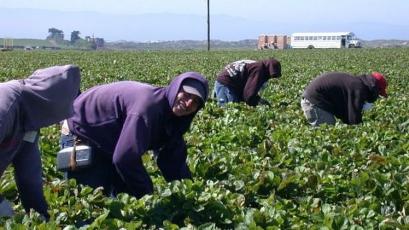 Sclavii plantațiilor: Mii de oameni sunt exploatați anual în Italia