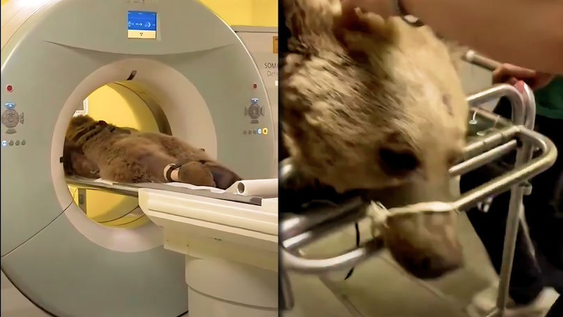 Un urs a devenit vedetă pe Internet: Momentul în care e dus la medic