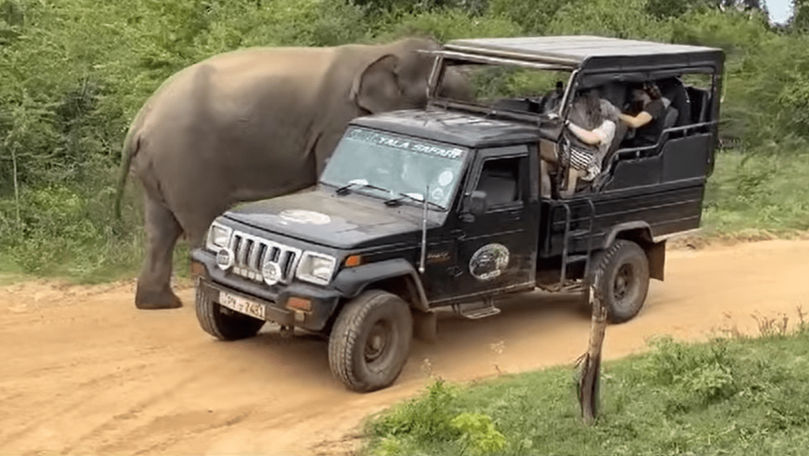 Sri Lanka: Momentul în care un elefant atacă o mașină cu turiști