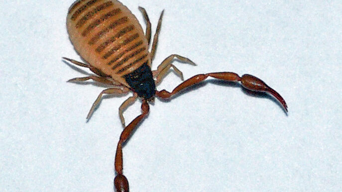Veninul unui scorpion ar putea rezolva o mare problemă din spitale