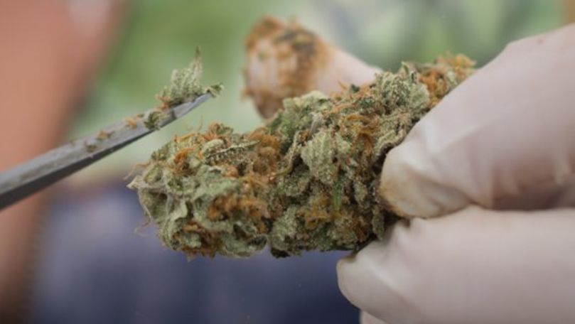 Legalizarea canabisului în scop medicinal, adoptată tacit în România