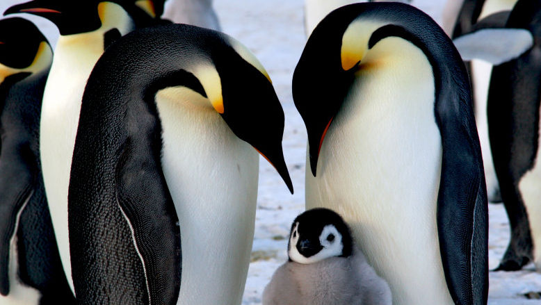 Pinguinii imperiali ar putea dispărea în 30 de ani din cauza climei
