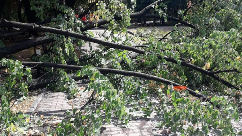 O femeie, doborâtă la pământ de o creangă în parcul Valea Trandafirilor