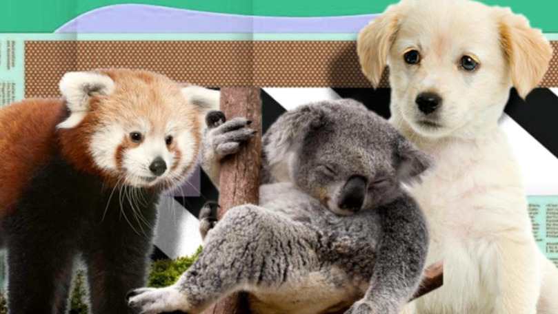 Studiu: Top 10 cele mai adorabile animale din lume