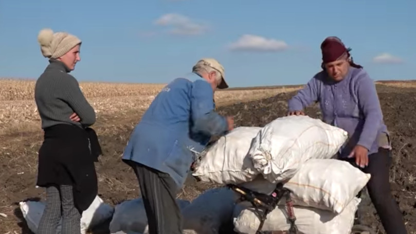 Mărturia unor moldoveni care strâng ciocălăi ca să se încălzească iarna