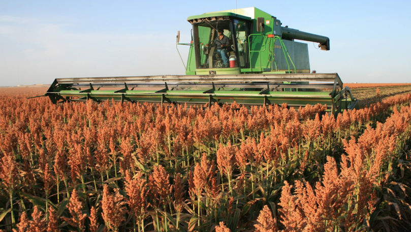 Șase tone de semințe de sorg vor fi distribuite agricultorilor mici