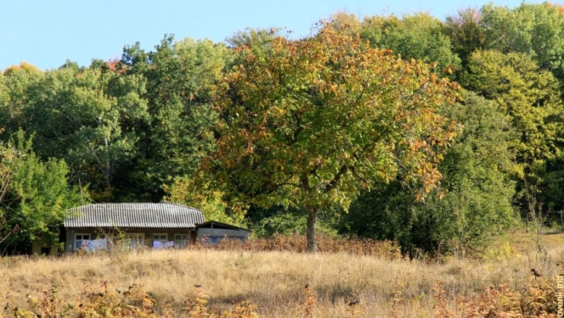 Satul din R. Moldova care nu avea nicio pădure și și-a plantat una