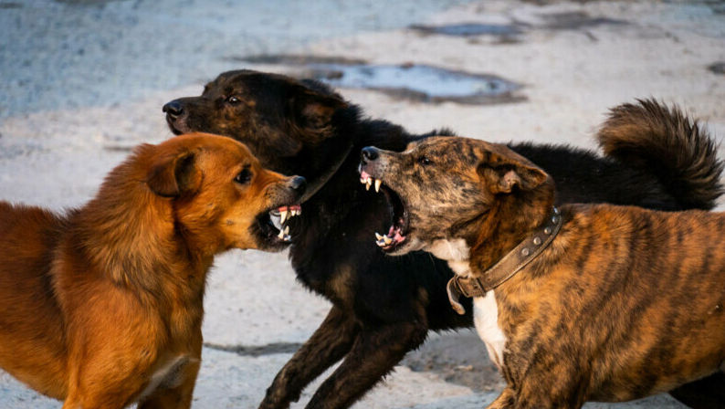 Câinii maidanezi din Bălți, tot mai agresivi: Au sfâșiat o pisică