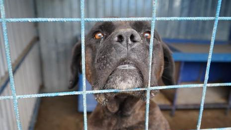 Ar fi pus un câine să se lupte cu un porc-mistreț: Un român, reținut