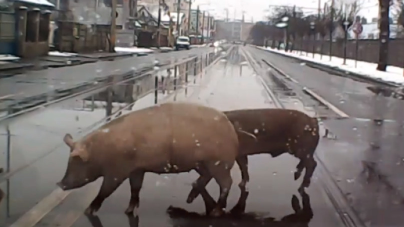 Doi porci, surprinși traversând un bulevard intens circulat din oraș