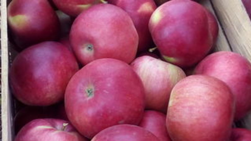 Un fermier a donat două tone de mere unui spital din Chișinău
