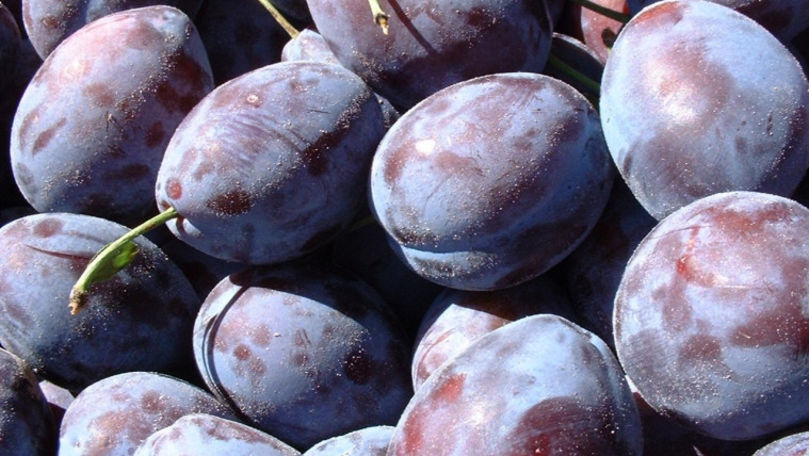 20 de tone de prune moldovenești, distruse de autoritățile din Rusia