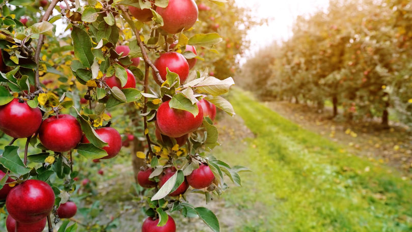 Rusia rămâne principala piața a merelor moldovenești, dar cota s-a redus