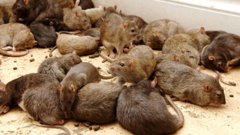 Imagini cu un magazin din Japonia invadat de șobolani au devenit virale