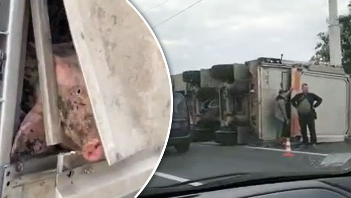 Accident pe un pod din Bender: Un camion încărcat cu porci s-a răsturnat