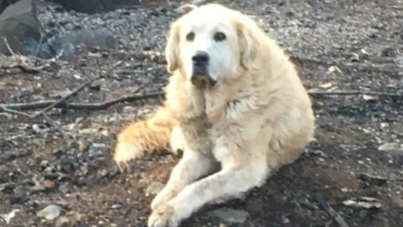 Câinele care și-a așteptat stăpânii o lună la casa distrusă de flăcări