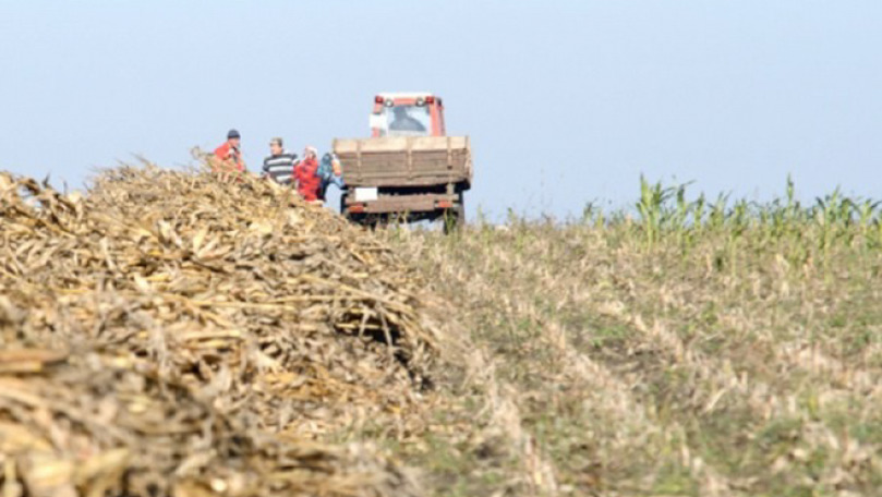 Producătorii de porumb riscă să își piardă o parte din roadă