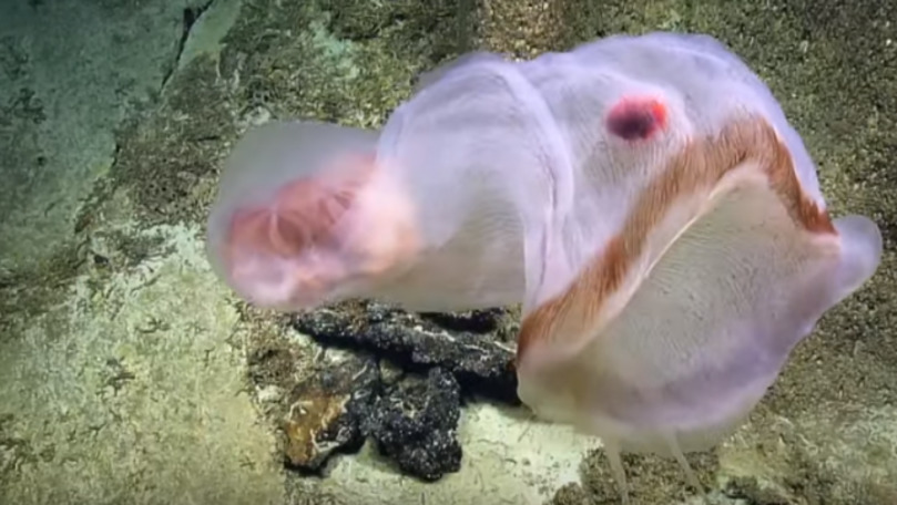 Descoperirea din Pacific: Cum arată creatura care își schimbă forma