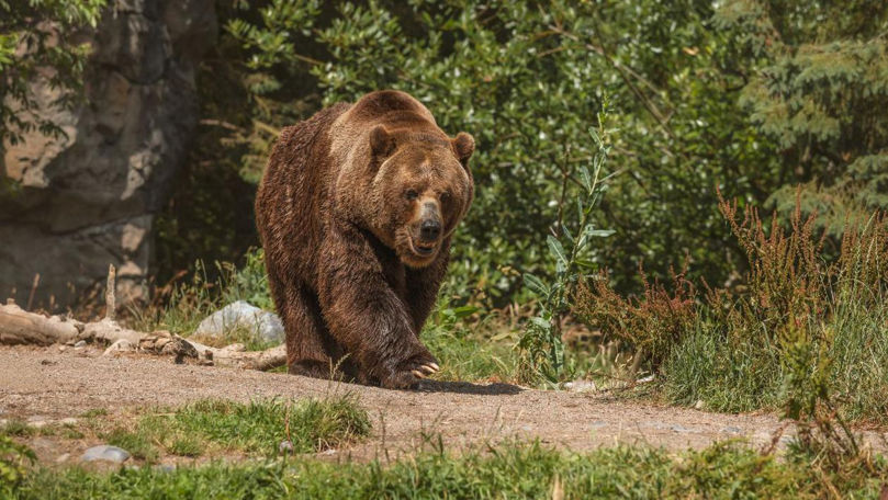 Slovacia a aprobat vânzarea cărnii de urs brun către public