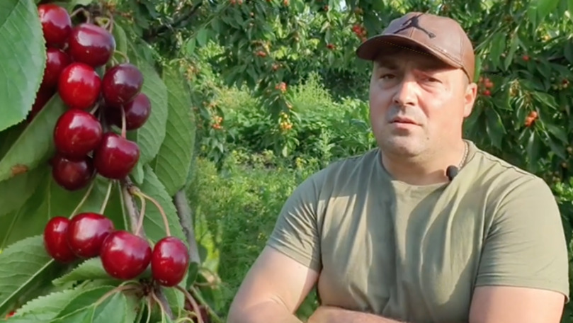 Apel: 12 hectare de cireșe stau neculese la Fălești. Nu avem unde vinde