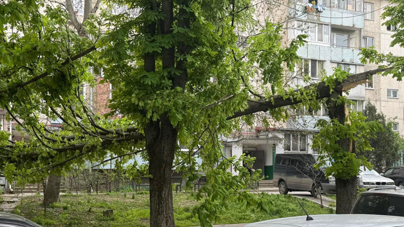 В Бельцах сильный ветер повалил деревья.