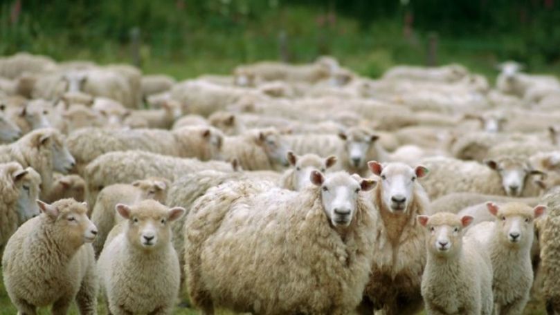 Creșterea ovinelor, afacere rentabilă: Povestea unui fermier din Parcani