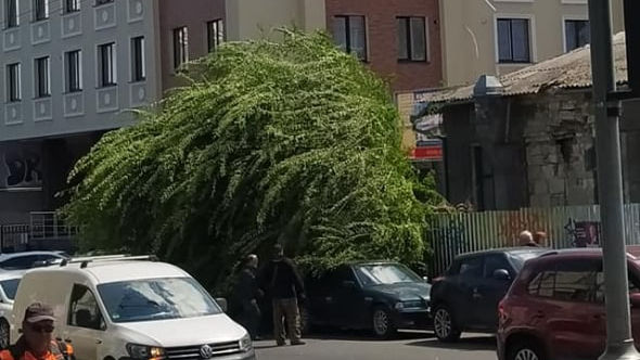 Un copac s-a prăbușit pe strada Vasile Alecsandri: Primele imagini
