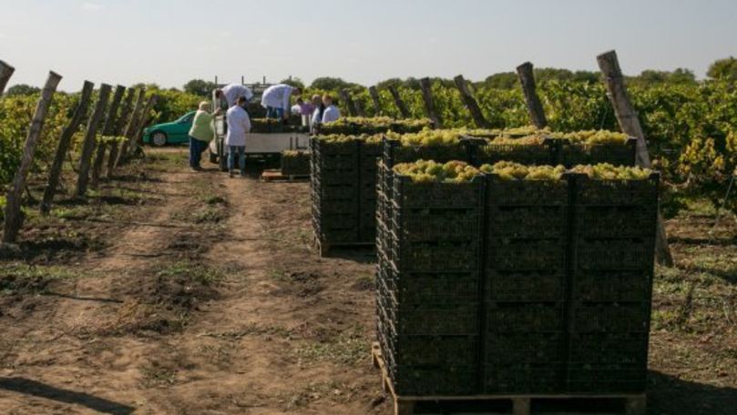 Forfotă pe podgorii: A început recoltarea strugurilor pentru vin