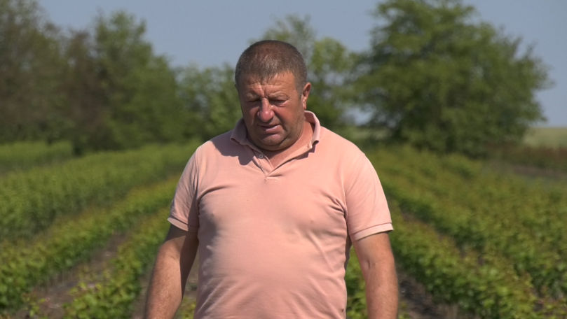 Peste 50.000 de fire de portaltoi de pomi fructiferi, plantați la Zaim