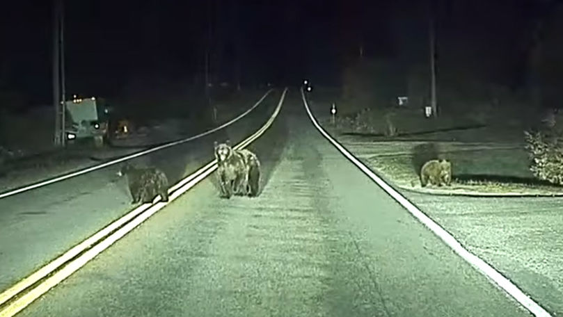 Автопилот Tesla предотвращает наезд на медведей