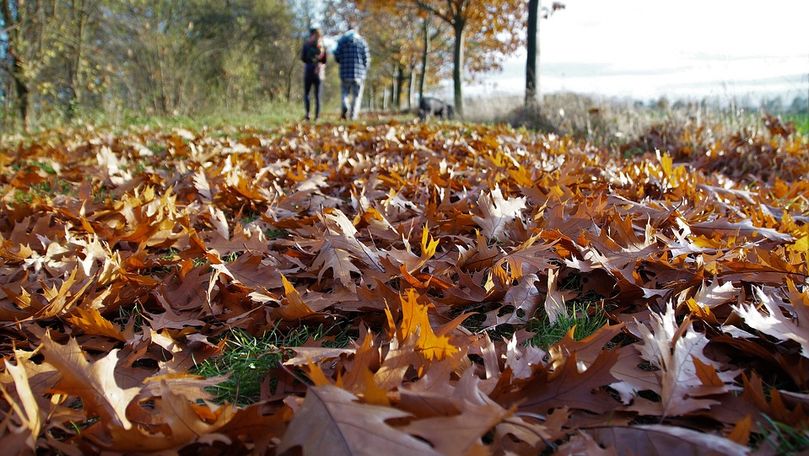 Municipalitatea a procurat aspiratoare pentru colectarea frunzelor