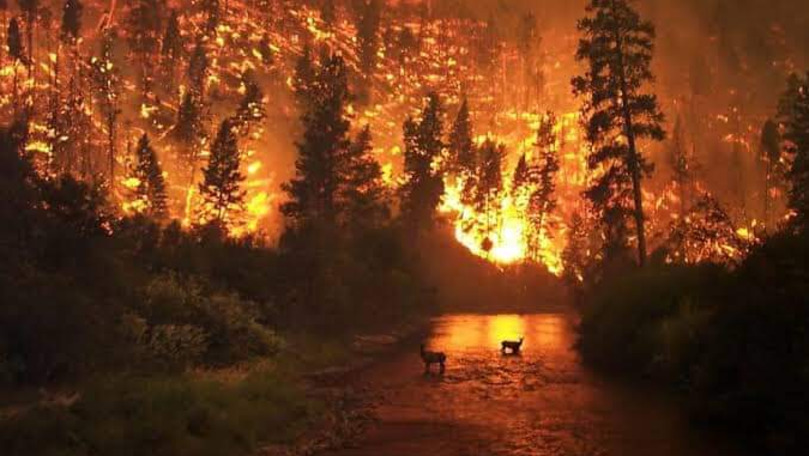 Suprafaţa uriaşă pe care s-au extins incendiile de vegetaţie din Siberia