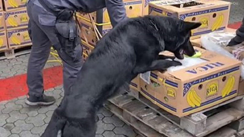 Franța: 40 kg de cocaină, găsite în livrările de banane către magazine