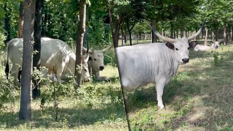 Tauri în pădurile din Chișinău? Grădina Zoologică vine cu explicații
