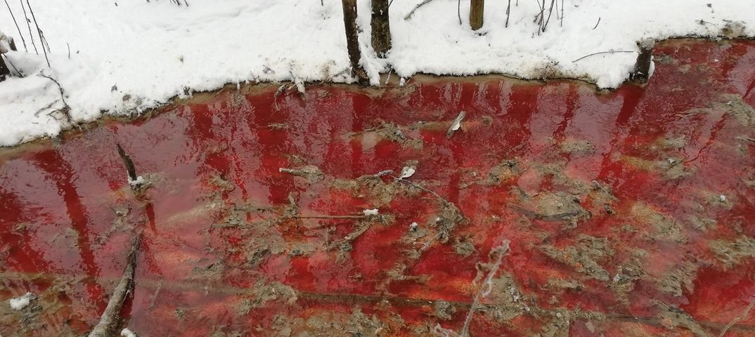 Кровавая река потекла по лесу в Карелии.