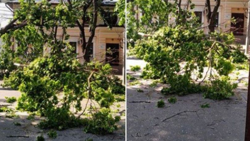 Из-за сильного ветра в Кишиневе ломаются ветки.