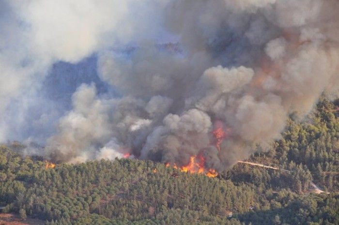 Un incendiu a izbucnit în pădurile radioactive de la Cernobîl. 