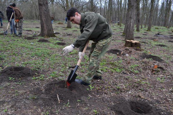 В Приднестровье в этом году высадят 130 гектаров леса.