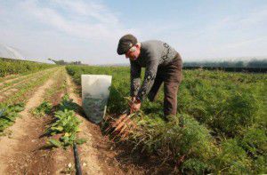 Guvernul va acorda subvenții pentru agricultori în valoare de un miliard de lei.