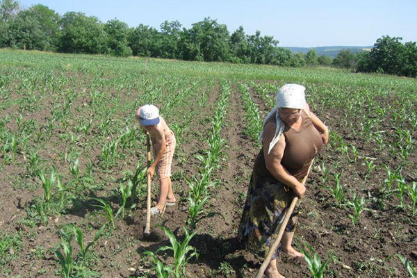 Apă pe timp de caniculă. Câți litri pe zi trebuie să ofere angajatorii