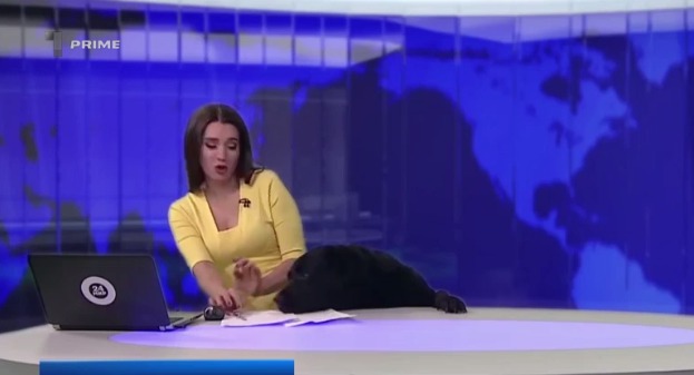 Fiind şocată de apariţia patrupedului de rasă labrador, tânăra a strigat după ajutor.