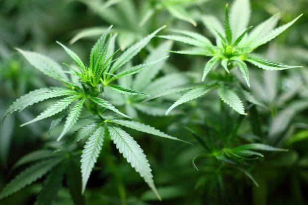 Catalonia: Cluburile dedicate consumatorilor de canabis, legalizate