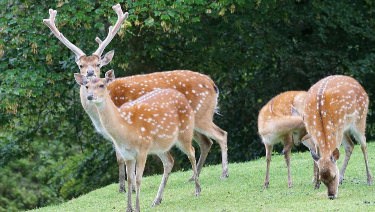 23 de cerbi nobili au ajuns în Rezervaţia Naturală Pădurea Domnească.