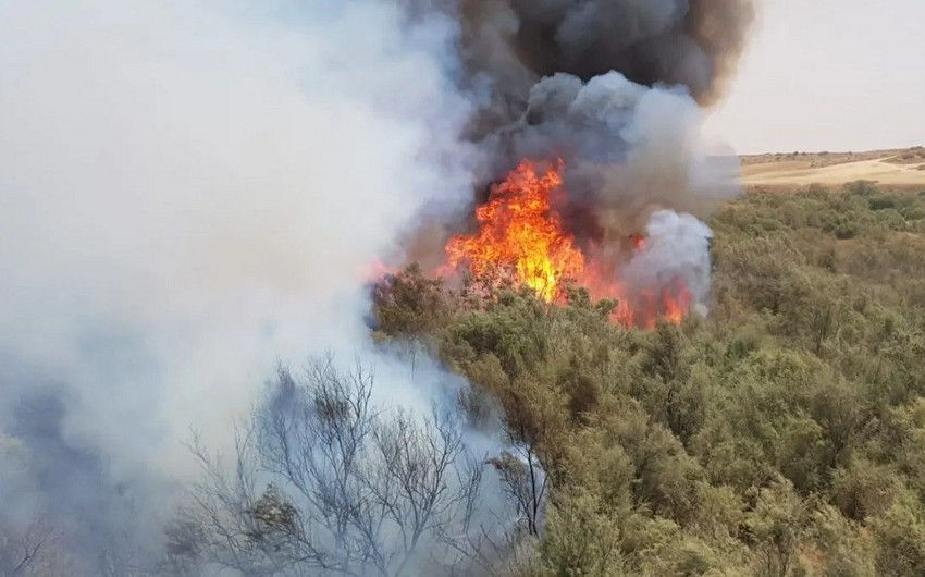 Incendii de pădure au izbucnit în Israel din cauza căldurii excesive.
